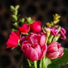 Load image into Gallery viewer, Viori Beauty - Rice Water Shampoo Bar | Terrace Garden™ | Dry Hair